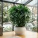 Essa palmeira é ideal para o seu jardim de inverno: não racha o piso, proporciona um ar purificado e um verde elegante