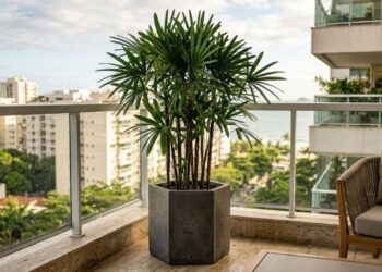 5 palmeiras de tronco fino cujas raízes não estouram os vasos de cimento, perfeitas para sacadas de apartamento