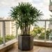 5 palmeiras de tronco fino cujas raízes não estouram os vasos de cimento, perfeitas para sacadas de apartamento