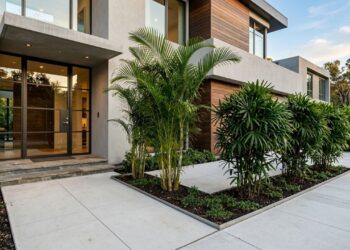 4 palmeiras ornamentais cujas raízes não danificam o encanamento da sua casa, perfeitas para calçadas estreitas