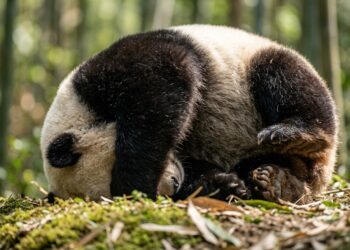 Por que os pandas passam o dia comendo bamboo e se arrastando ?
