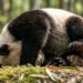 Por que os pandas passam o dia comendo bamboo e se arrastando ?