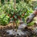 Como plantar pimenta biquinho em casa com o adubo certo para a planta crescer forte sem arder