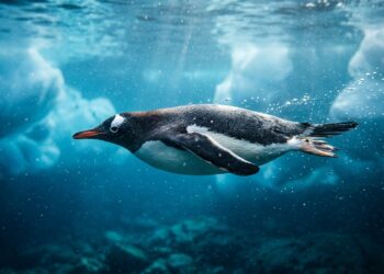 O pinguim que "voa" como um pássaro mas dentro da água