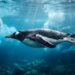 O pinguim que "voa" como um pássaro mas dentro da água