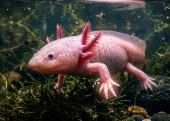 Este animal consegue regenerar partes do próprio corpo e intriga cientistas