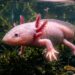 Este animal consegue regenerar partes do próprio corpo e intriga cientistas