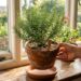 Como plantar alecrim em casa com o adubo certo para a planta crescer forte e não ressecar