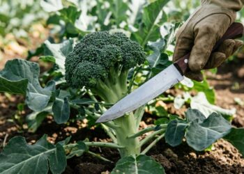 Como plantar brócolis em casa com o espaçamento certo para a planta crescer forte sem competir por nutrientes