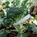 Como plantar brócolis em casa com o espaçamento certo para a planta crescer forte sem competir por nutrientes