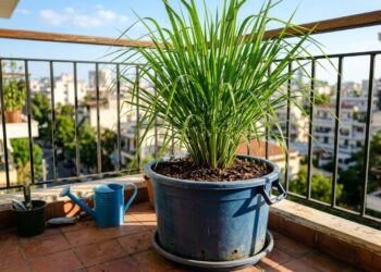 Como plantar capim-limão em baldes com um cuidado na poda que faz diferença no crescimento da touceira