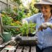 Como plantar cenoura em garrafas PET fundas com o solo certo para a raiz crescer reta e forte