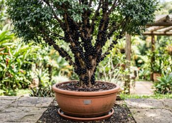Como plantar jabuticaba híbrida em vaso com um cuidado na rega diária que faz diferença no crescimento dos frutos