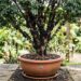 Como plantar jabuticaba híbrida em vaso com um cuidado na rega diária que faz diferença no crescimento dos frutos