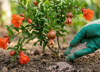 Como plantar romã em casa com o adubo rico em fósforo para a pequena árvore crescer forte e segurar as flores