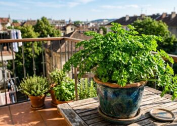 Como plantar salsinha em casa com o adubo certo para a planta crescer forte e não amarelar as pontas