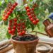 Como plantar tomate-cereja em vasos pequenos com um cuidado no solo que faz toda a diferença na doçura do fruto