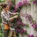 A planta trepadeira mais colorida para cultivar no muro: como cuidar e fazer esta espécie florescer intensamente
