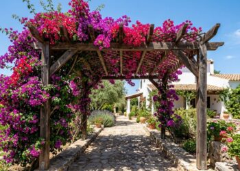 A trepadeira mais colorida para cultivar em pergolados: como cuidar da primavera e fazer florescer no calor