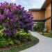 Essa árvore é ideal para o seu jardim da frente: não racha o piso, proporciona sombra e dá flores roxas espetaculares