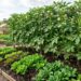O quiabo cresce alto, mas é melhor não plantá-lo perto desta trepadeira: onde plantá-lo para aproveitar a sombra gerada