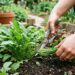 Horta em casa: como semear rúcula que cresce rápido em qualquer jardineira ensolarada para colheita em 30 dias