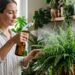 A folhagem mais volumosa para cultivar pendurada na sala: como cuidar da samambaia e evitar folhas secas