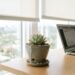 A planta mais prática para cultivar na mesa de trabalho: como cuidar de suculentas e fazer mudas pelas folhas