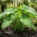 A folhagem comestível mais volumosa do quintal: como cuidar da taioba verdadeira e fazer as folhas crescerem gigantes