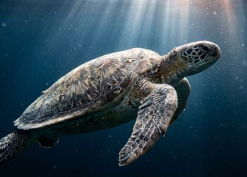 Como as tartarugas-marinhas atravessam oceanos usando uma habilidade que intriga a ciência