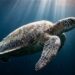 Como as tartarugas-marinhas atravessam oceanos usando uma habilidade que intriga a ciência