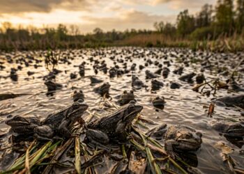 O sapo que desova em nuvens de milhões: reprodução explosiva de uma só vez