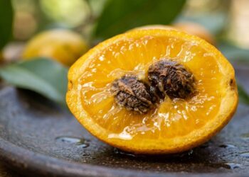 A fruta nativa que tem cor de ouro e sabor de laranja com maracujá e que poucos brasileiros conhecem