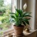“Experimente colocar esta planta em vaso perto da sua janela”, uma solução simples e natural que ajuda a reduzir a umidade durante a estação chuvosa, deixando o ambiente mais seco, saudável e agradável