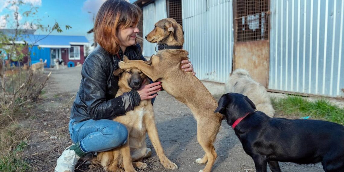 Filhote se prepara para dia de adoção, mas desfecho inesperado comove voluntários