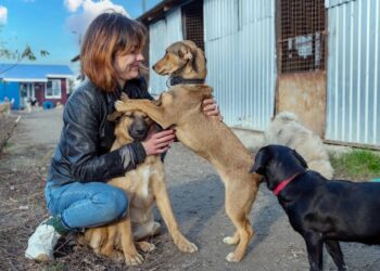 Filhote se prepara para dia de adoção, mas desfecho inesperado comove voluntários