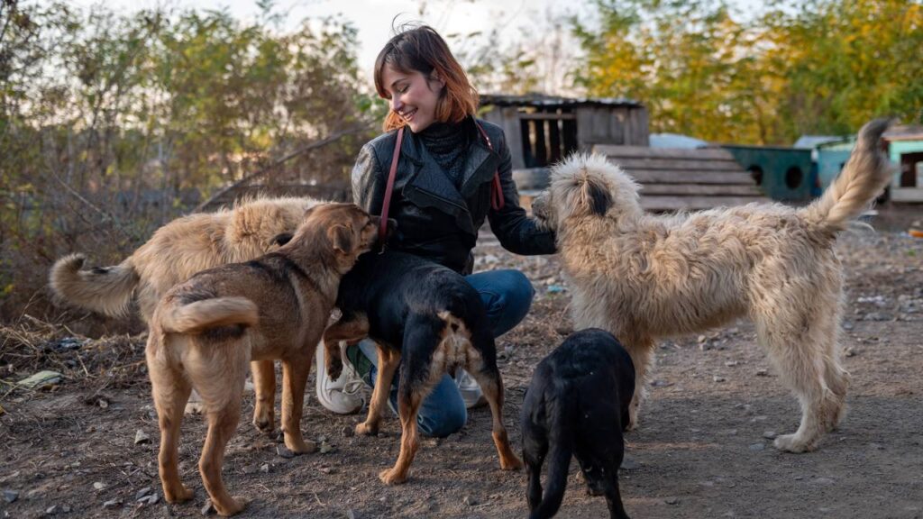 Cachorrinha adotada ainda filhote cresce e aparência surpreende internautas nas redes sociais