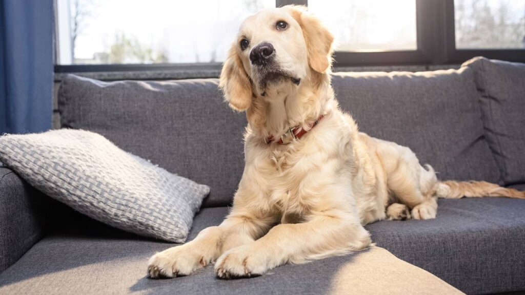 Cachorrinha que parece desenho animado emociona ao esperar anos por uma família