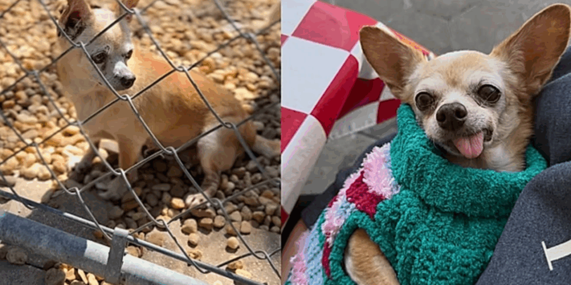 Chihuahua condenada aos 15 anos de idade tinha patinhas esquisitas, mas foi seu coração que mudou o destino