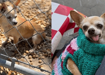 Chihuahua condenada aos 15 anos de idade tinha patinhas esquisitas, mas foi seu coração que mudou o destino