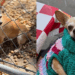 Chihuahua condenada aos 15 anos de idade tinha patinhas esquisitas, mas foi seu coração que mudou o destino