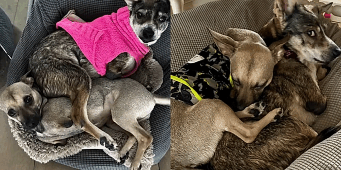 Ela passou 10 anos nas ruas e hoje essa cachorrinha é mãe de um filhote abandonado por nascer diferente
