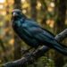 Este animal é capaz de planejar o futuro e guardar rancor de seres humanos (O corvo)