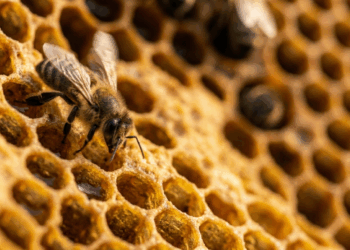 A abelha que realiza dança geométrica complexa para comunicar localização de flores