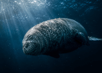 O elefante-marinho que mergulha a três quilômetros de profundidade e dorme enquanto afunda lentamente — sem se afogar