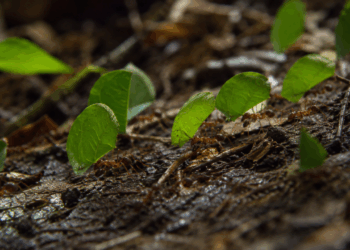 A formiga que não tem líder, não recebe ordens e mesmo assim constrói cidades subterrâneas com sistema de ventilação, cemitério e agricultura