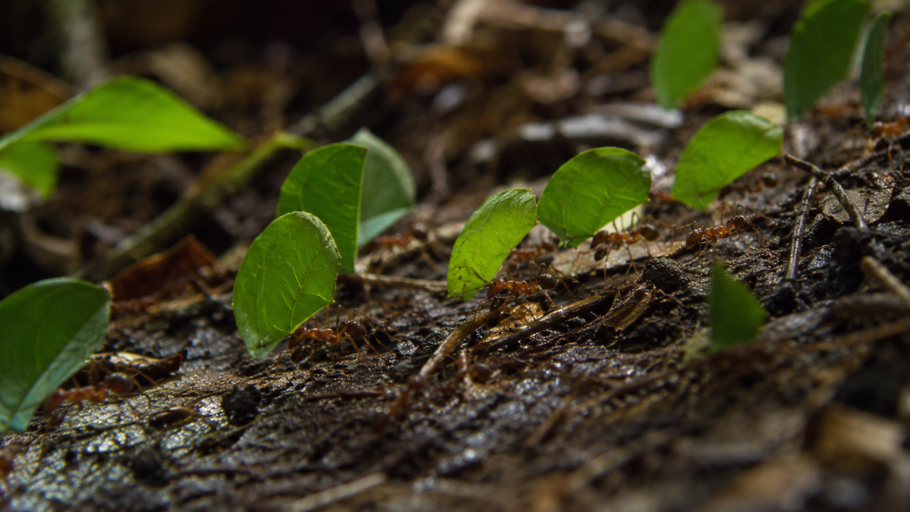 A formiga que não tem líder, não recebe ordens e mesmo assim constrói cidades subterrâneas com sistema de ventilação, cemitério e agricultura