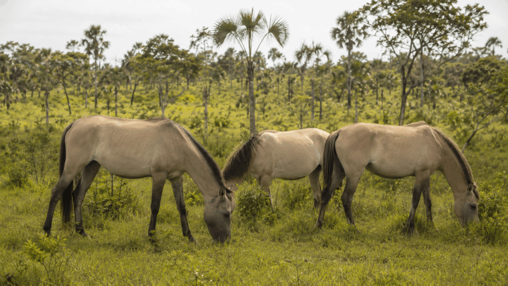 Esses cavalos enfrentam seca, parasitas e calor extremo sem depender dos humanos no Brasil