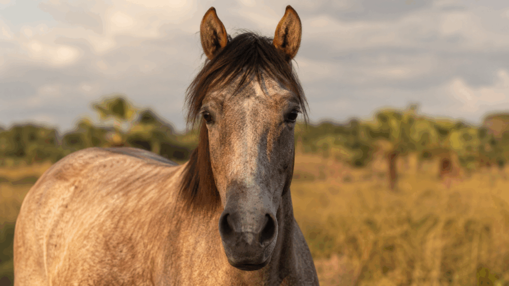 Esses cavalos enfrentam seca, parasitas e calor extremo sem depender dos humanos no Brasil