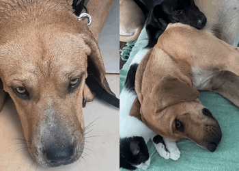 Coragem, o cão devolvido quatro vezes, encontrou uma nova família e viveu uma transformação emocionante